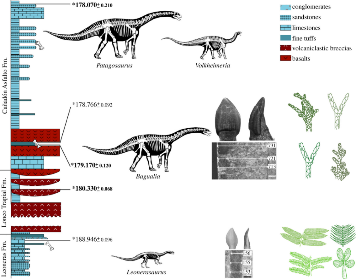 地层柱状剖面图：从下至上，恐龙牙齿珐琅质厚度变化（µm），以及植物组合的变化（叶片变小，针叶树逐渐占据主导地位）；Bagualia为日出野马龙，Leonerasaurus为一种基干蜥脚形类恐龙