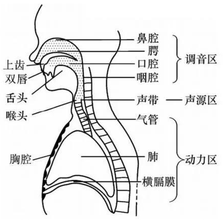 发声涉及到多个器官，并不是那么简单的一回事儿