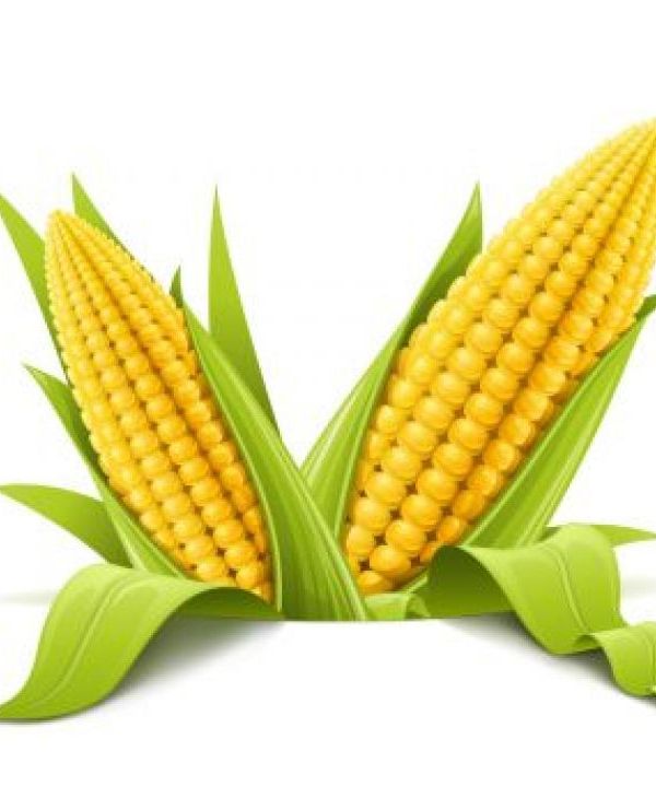 突然抢手的玉米:供需缺口较大 企业因担忧买不到货纷纷调高收购价