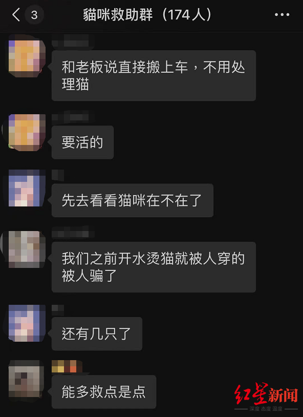 ↑网友在救助群中筹钱救猫