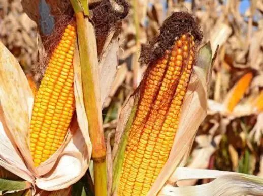 算算账！2021更适合种玉米还是大豆？