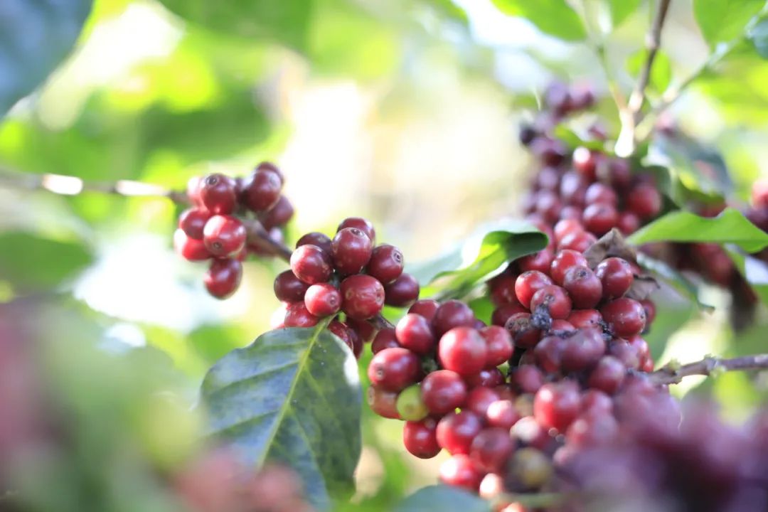 云南咖协“误伤”阿里背后 谁能破解“贱卖三十年”困局？