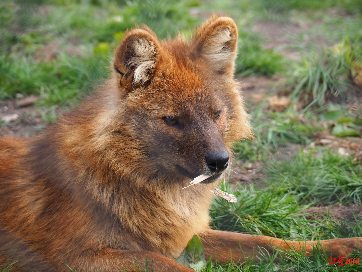 中国豺(学名:cuon alpinus lepturus).图据zoochat