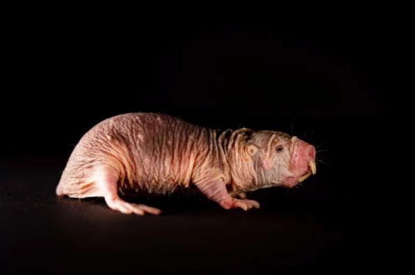 在数百万年的时间里，光秃秃的裸鼹鼠抛弃了一切需要耗能的非生存所必需的功能或器官，比如它们的皮毛，使它们成为了有着惊人能力的神奇动物。