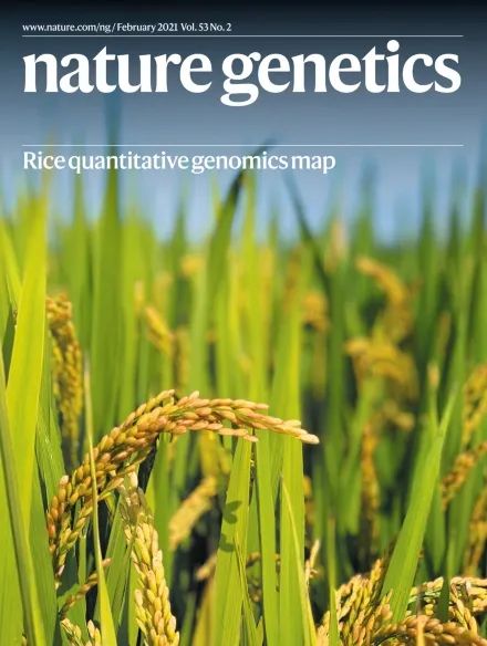 &nbsp;nature genetics 封面&nbsp