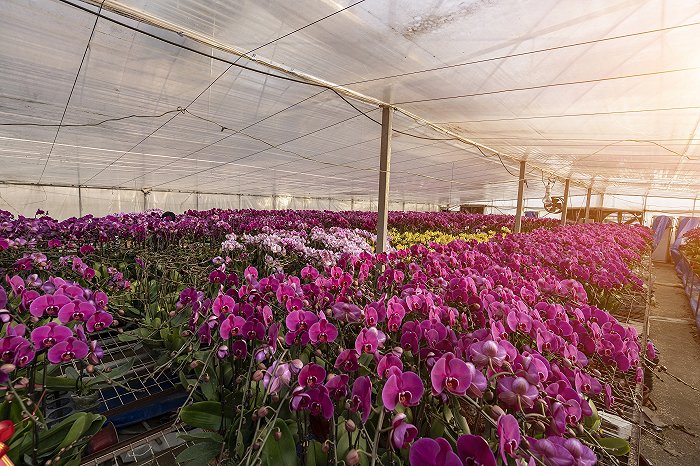 兰花大棚（图片来源：cfp）