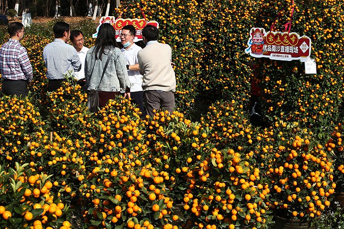 广州举行“云端花市 喜迎新春”主题直播活动（图片来源：cfp）