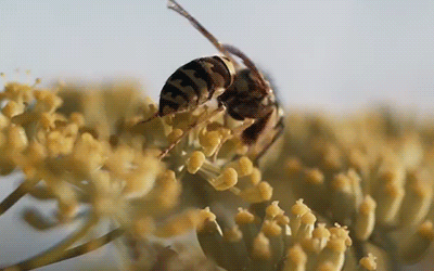 一只小蜜蜂如何启发了无人机导航？TU Delft论文登上《自然-机器智能》封面