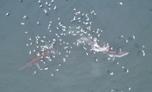 △无人机拍摄布氏鲸捕食画面