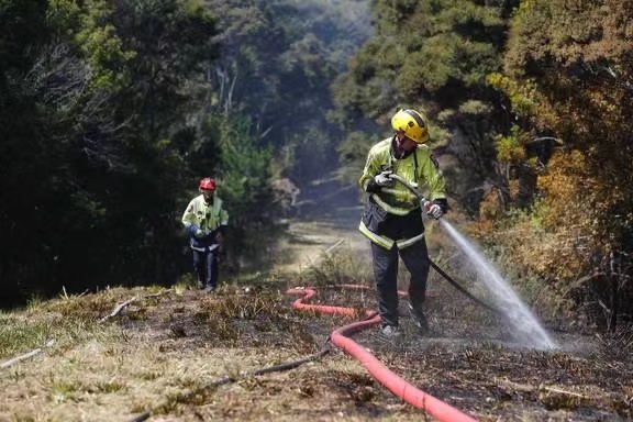 新西兰奥克兰附近发生丛林火灾 居民已被疏散