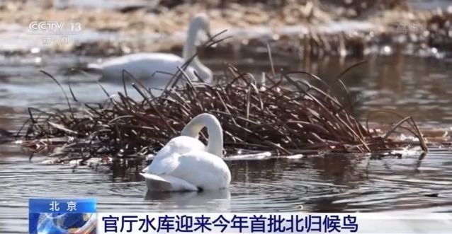 北京官厅水库迎来今年首批北归候鸟