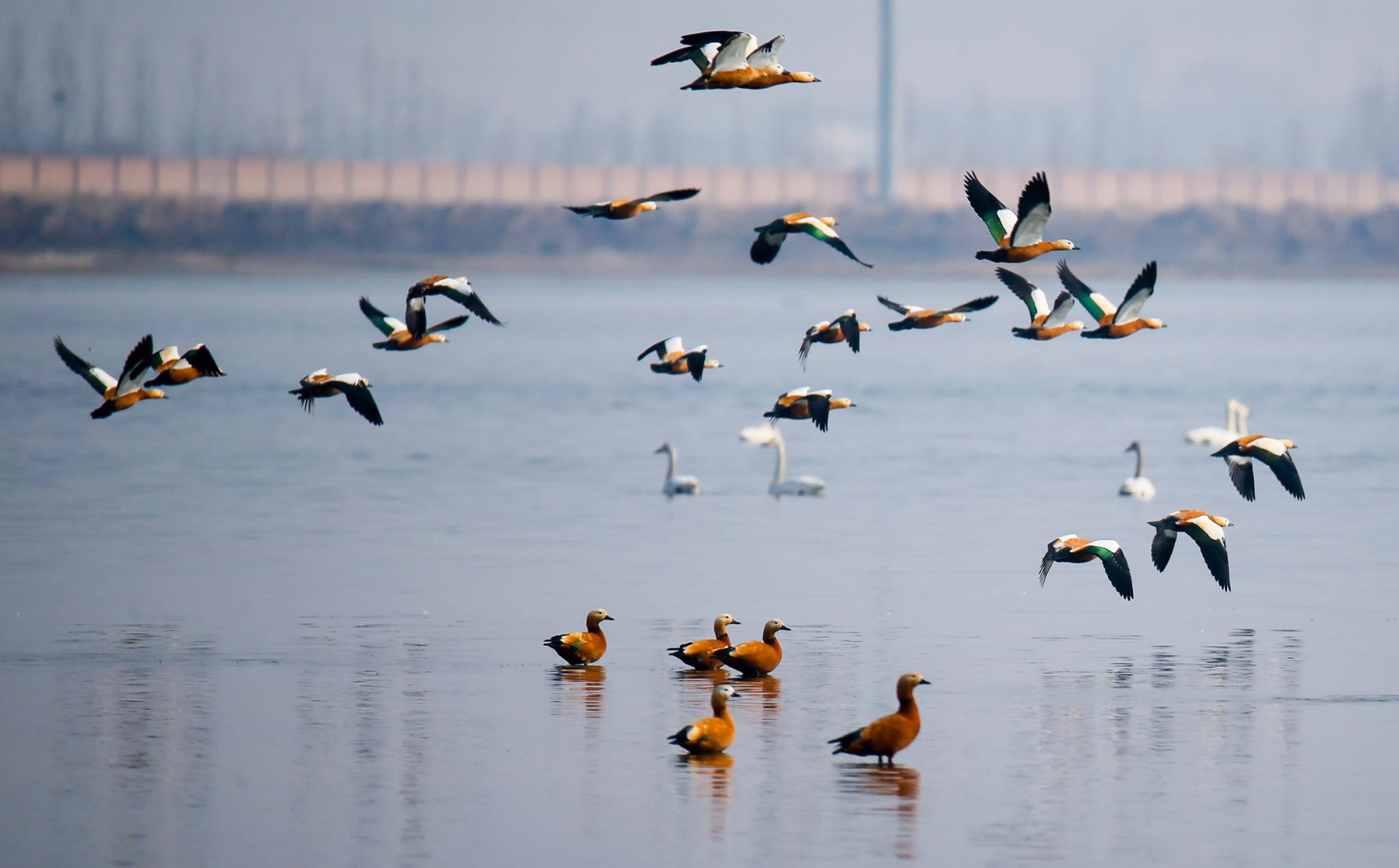 △2021年3月9日，内蒙古呼和浩特市土默特左旗的海流水库，成群的候鸟在水面上嬉戏。