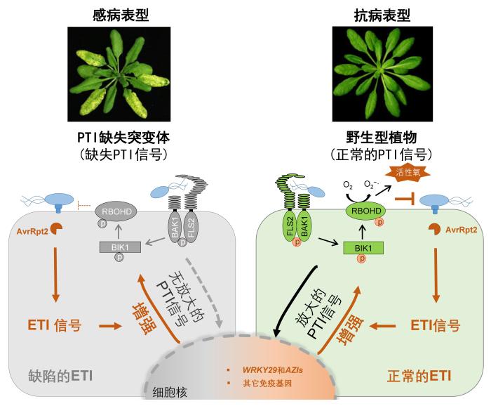 科研人员揭示植物“兄弟免疫系统”协同御敌机制