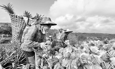     近日，海南省万宁市迎来菠萝采收季，本地企业、农户积极组织工人采收菠萝，田间地头一派繁忙景象。图为3月10日，在万宁市龙滚镇凤园村，工人将采收的菠萝集中堆放。新华社记者 杨冠宇摄