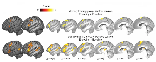 图片来源于论文。位置记忆术参与者（最右侧）在记忆时，与阳性对照（上）和阴性对照（下）相比，参与记忆的脑区的激活程度降低。