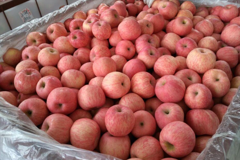 860多万吨苹果陷入死胡同降价亏死不降价等死冷库苹果冷透了