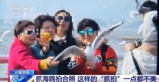 抓海鸥拍合照？！这样的“抓拍”不文明也不美