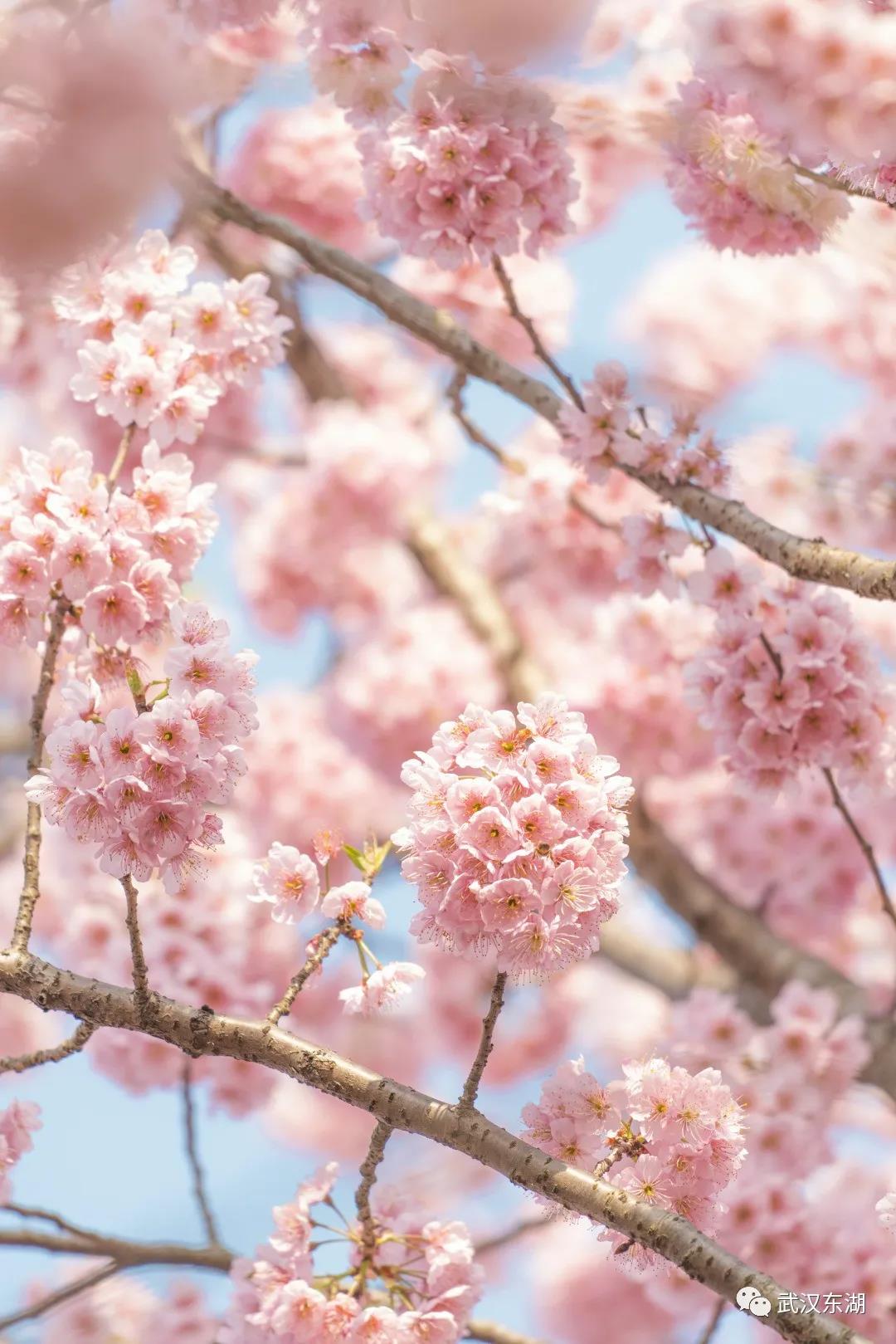 △武汉大学盛开的樱花