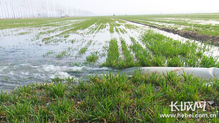 农田使用地表水灌溉.