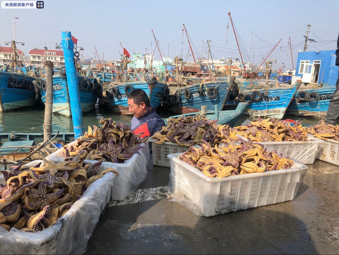 △青岛红岛渔港码头，渔民将打捞的海星搬上岸