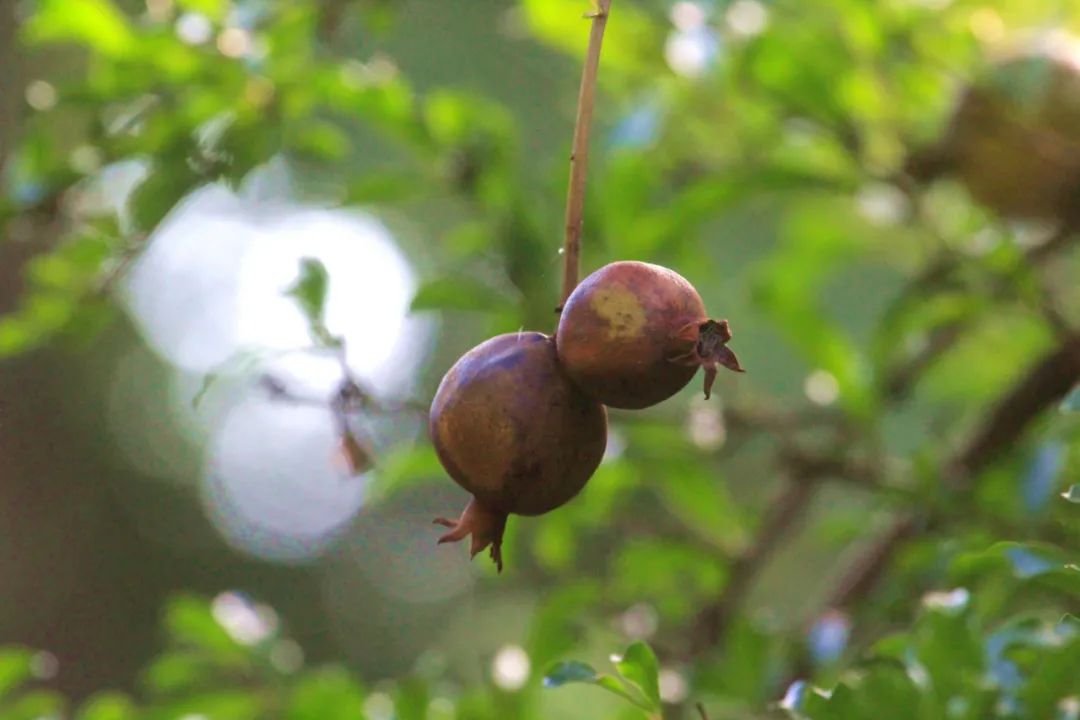 罕见南京现并蒂郁金香