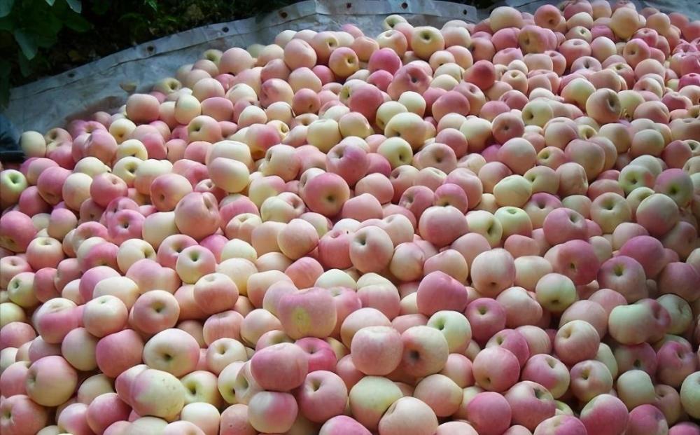 860多万吨苹果陷入死胡同降价亏死不降价等死冷库苹果冷透了