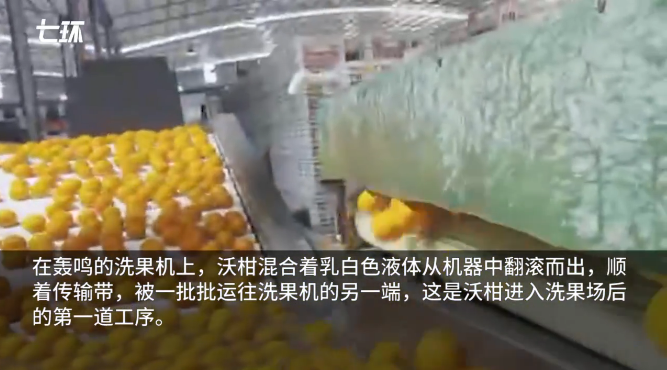 沃柑“泡药”放两个月都不会烂、果农自己不吃？当地紧急回应