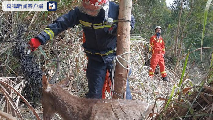 福建平潭：国家一级保护动物梅花鹿被困 成功解救