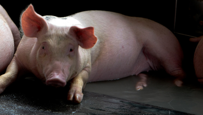 汶川地震幸存的猪坚强老了14岁高龄站不起来但每天还能吃20斤