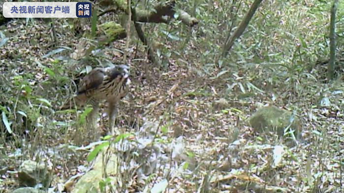 猛禽出没！​福建明溪红外相机拍到鹰雕进食罕见画面