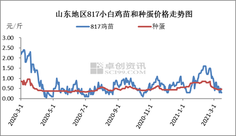 817鸡苗供应增加 苗价不如蛋价高!