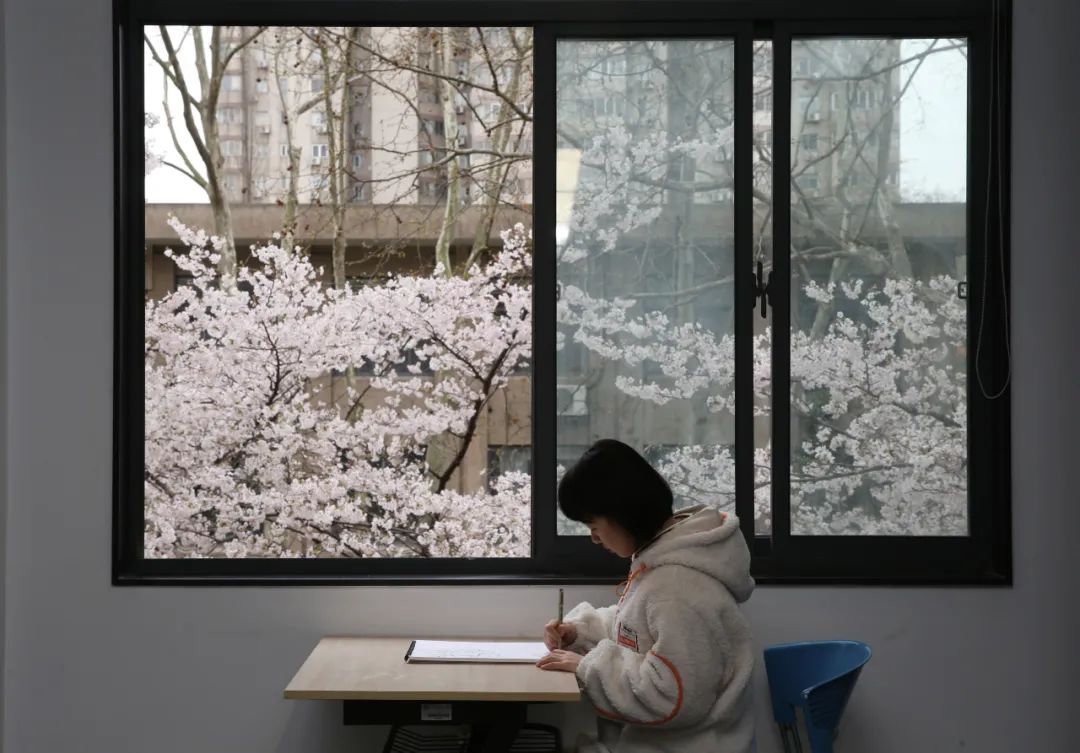 美上热搜东大最美樱花教室上线