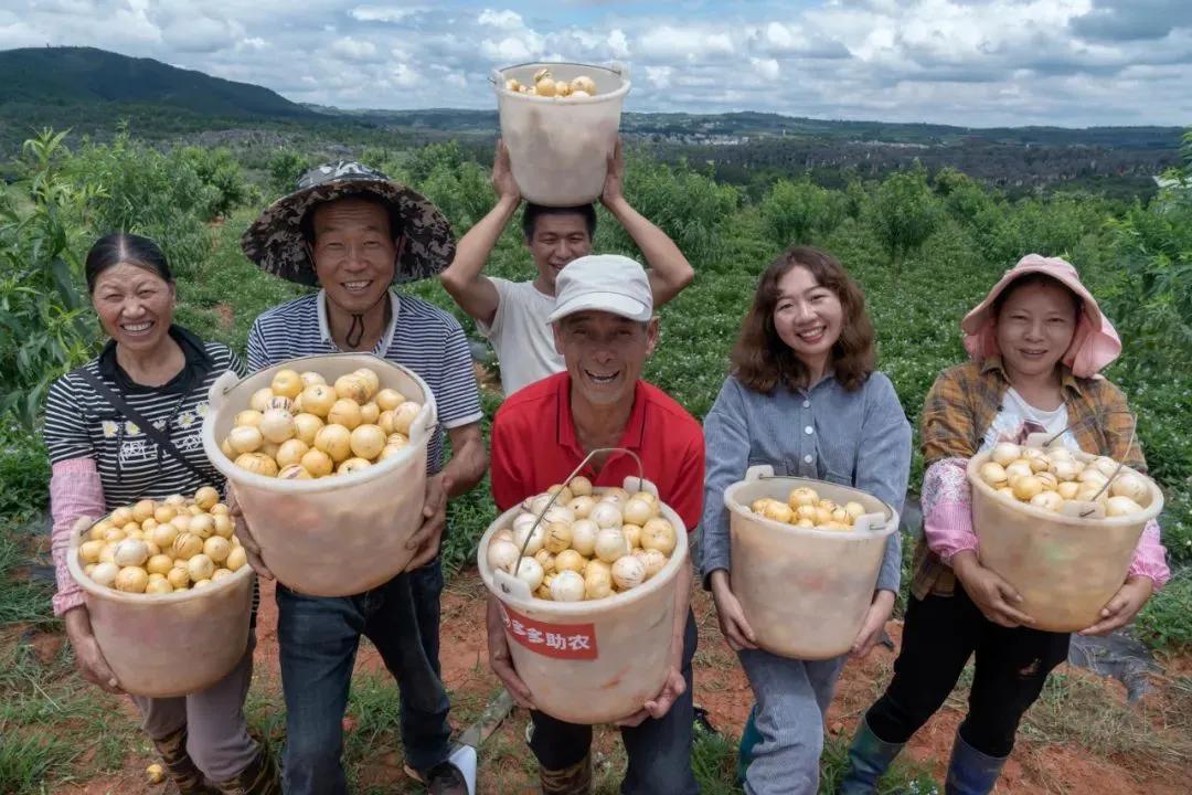 云南的人参果，图源网络