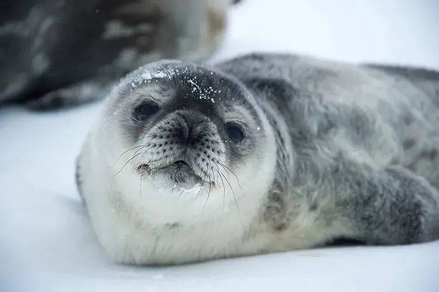 刚出生的威德尔海豹、小帝企鹅、南极雪海燕
