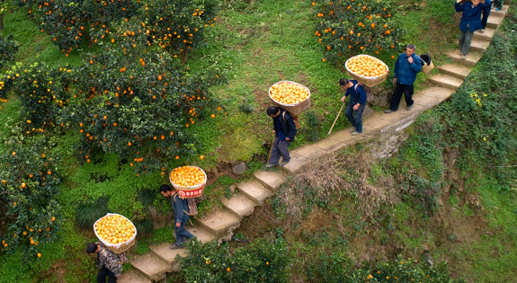 互联网时代的《山海情》：电商平台的助农故事