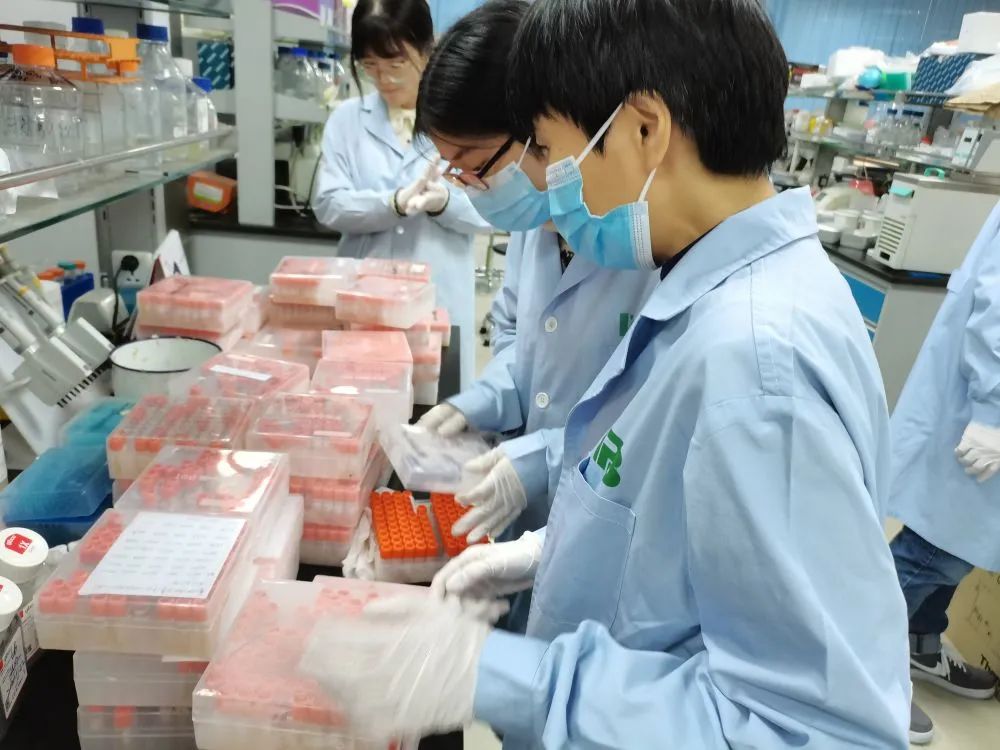 核心实验室科研人员检测血清抗体(中国医学科学院北京协和医学院供