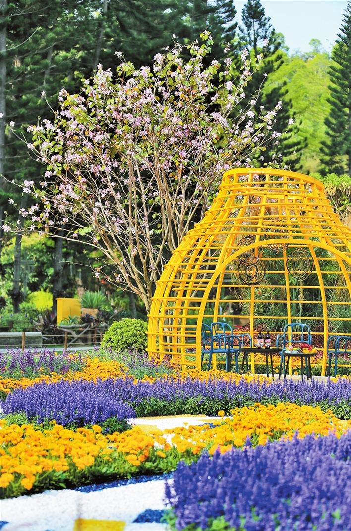 2021粤港澳大湾区深圳花展今日怒放