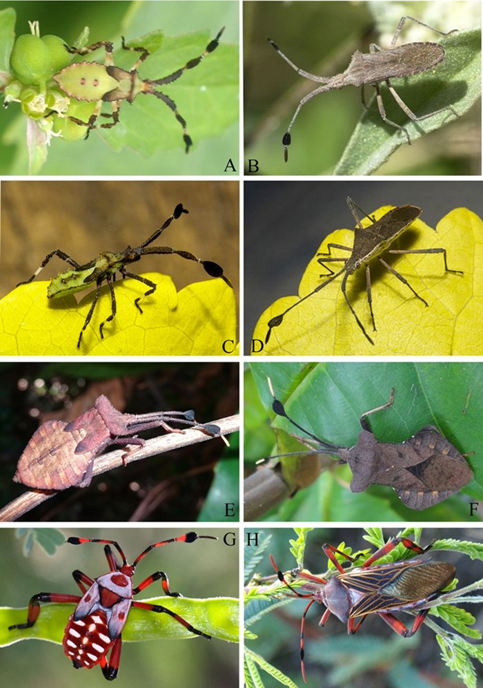现生缘蝽生态照.受访者供图