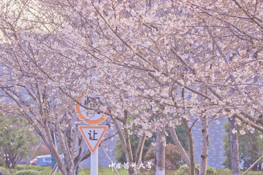 带你足不出户隔空欣赏药大樱花绽放的盛况和校园的盎然春意,共赴