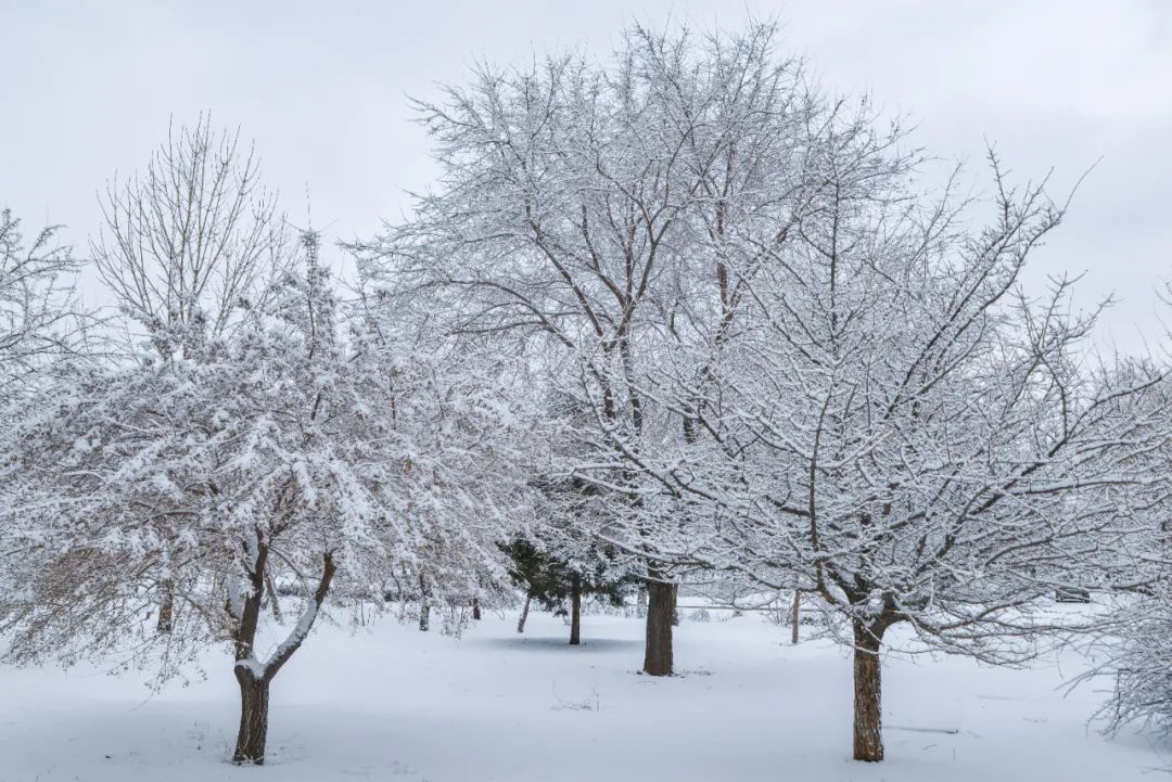 绝美雪景再放送震惊我的南方小伙伴北方的春天居然也会下雪