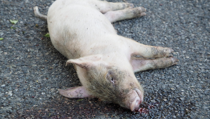 触目惊心黄河大堤内哪来这么多死猪