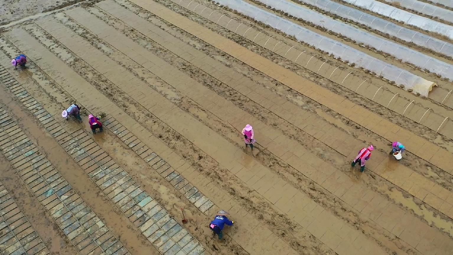 广西富川：村民抢抓农时育秧培苗 预计总产量可达120万斤