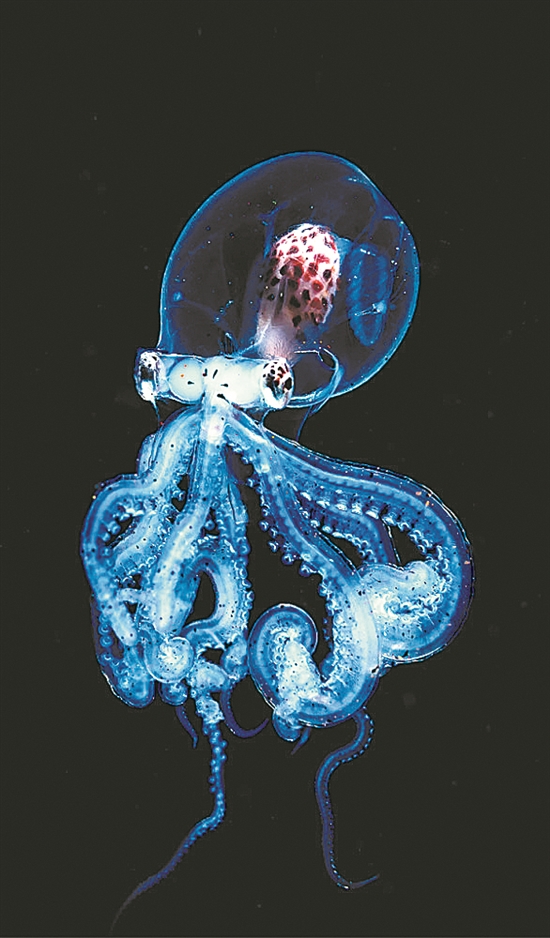 深海生物,为何通体透明?
