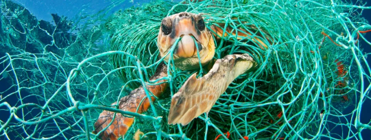 来源:https://www.worldwildlife.org/