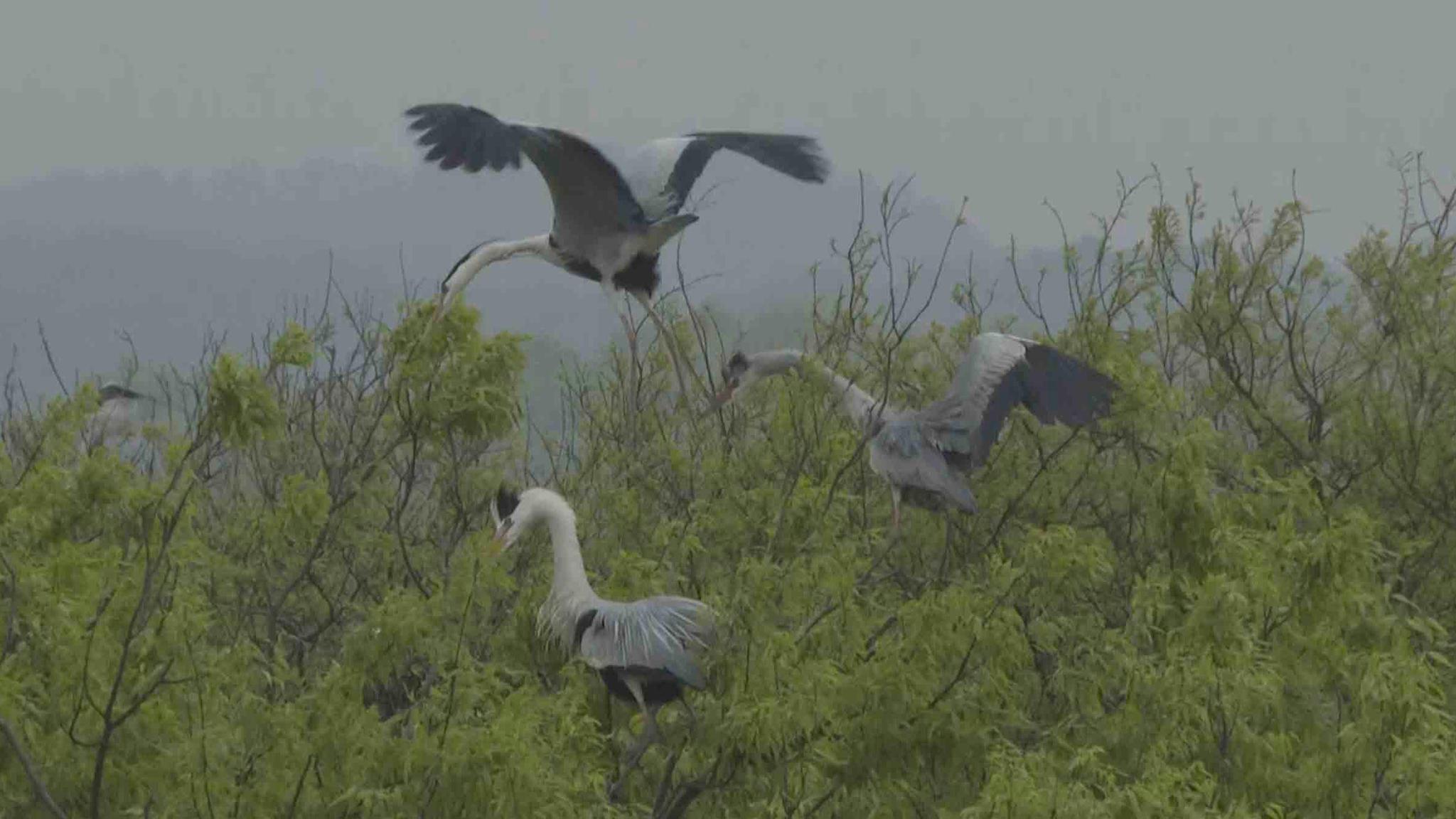 鄱阳湖夏候鸟苍鹭进入育雏高峰期