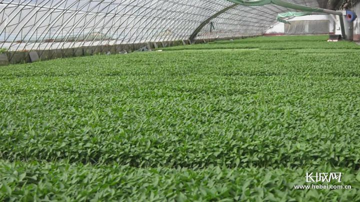 在鸡泽县万亩红辣椒种植基地,一个月前育种的辣椒苗可以进行大棚定植.