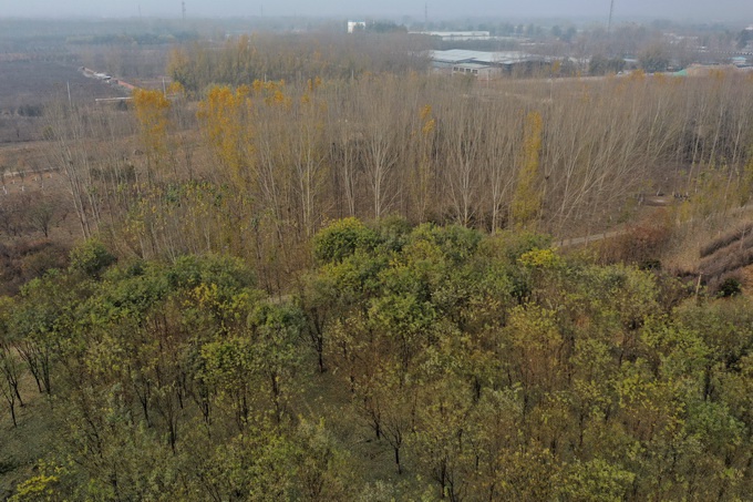 北京4个林场年底将完成主体栽植 完工后将提升森林碳汇能力
