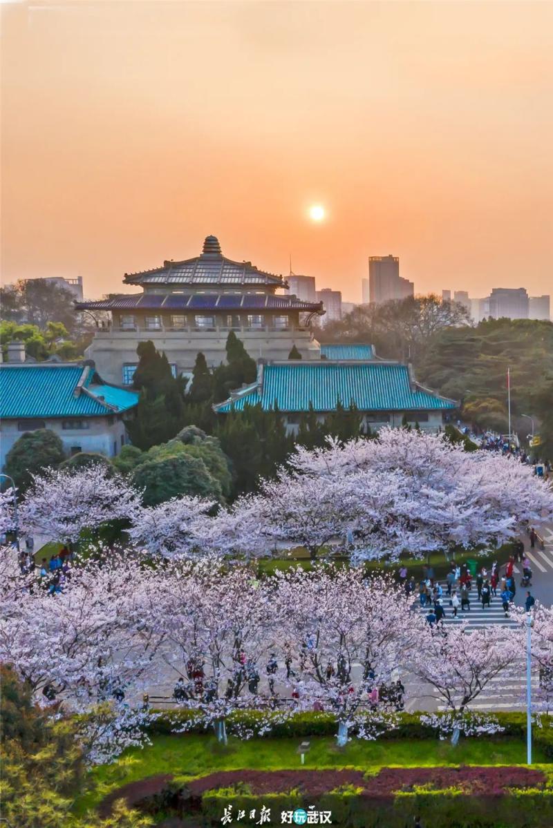 武汉大学配发的4张武汉樱花的照片,全部是长江日报城市摄影队的摄影师
