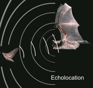 图 蝙蝠回声定位 