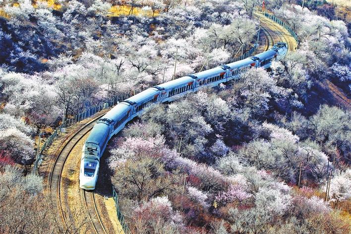 3月23日,北京市郊铁路s2线列车在花海中行进.